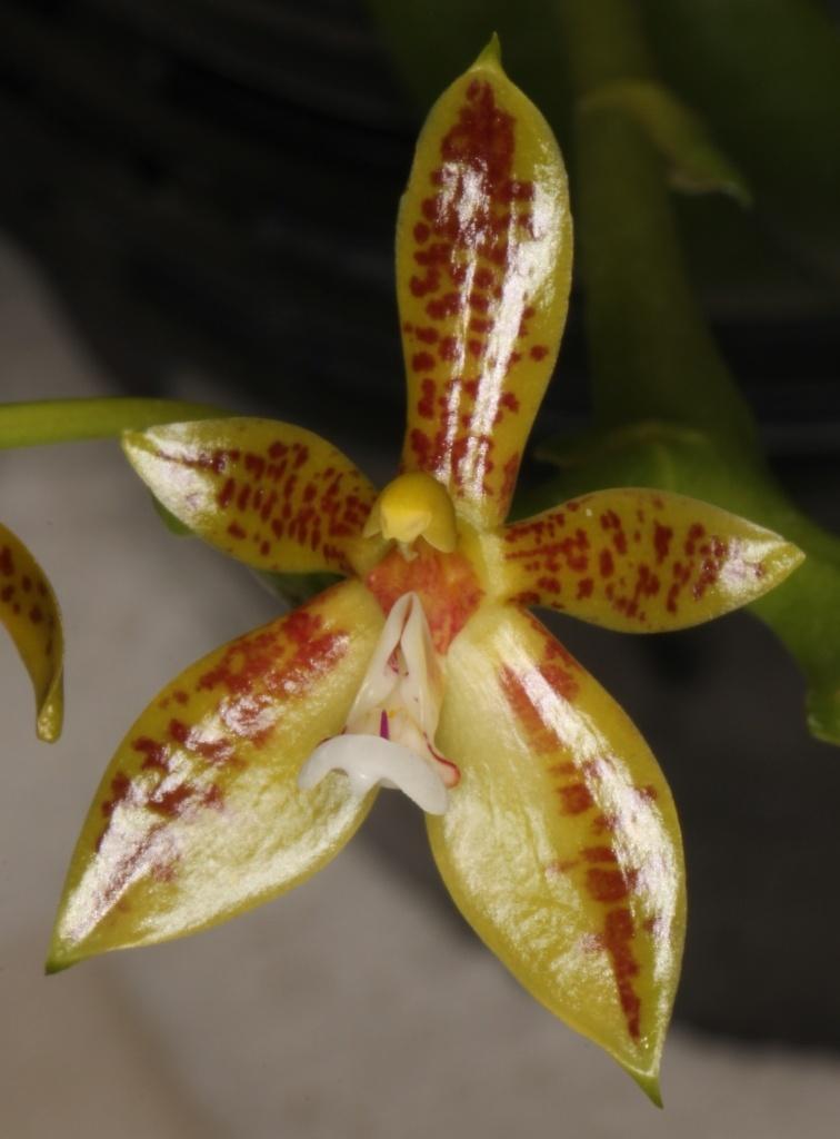 Phalaenopsis cornu-cervi Borneo & Sarawak.