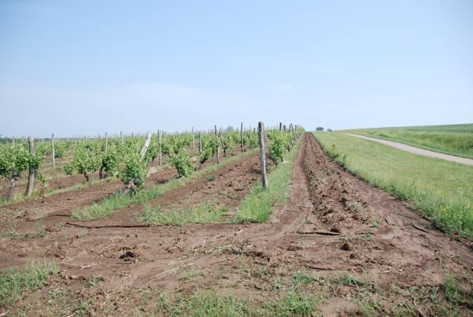 Cultivar in the Vineyard in Gudurica was Riesling Italico on