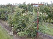 Pruning for two crops Prepare for floricane crop Prune to remove dead portions of canes End of October