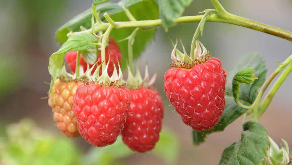 HDC involvement in the consortium ensures that all varieties that are released from the programme will be available for use by all raspberry growers in Scotland, England and Wales.