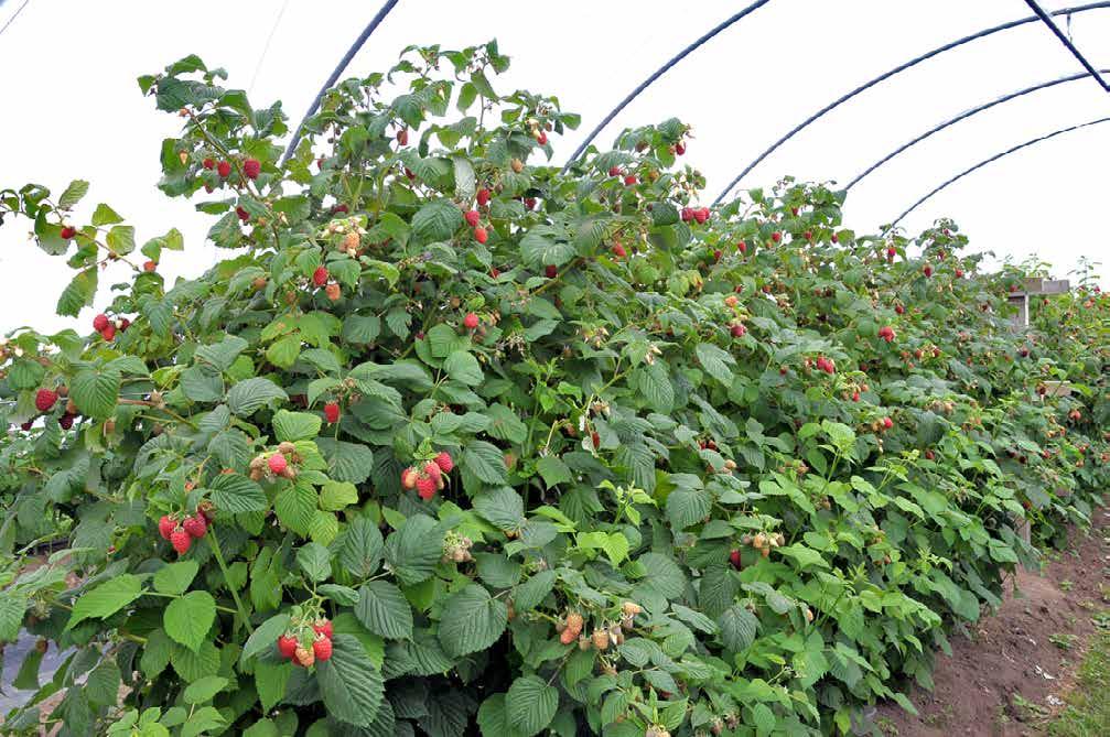 Glen Fyne carries the A10 gene, conferring resistance to four biotypes of the large raspberry aphid (Amphorophora idaei).