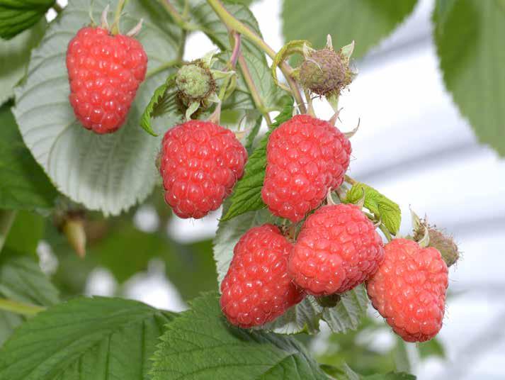 0019E2 produces very large, firm, cohesive berries, which are bright and attractive are spine free, upright in habit and adequate in number.