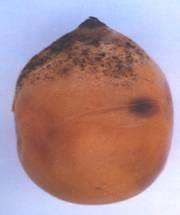 3. Black mould rot: Aspergillus niger Yellowing of base, development of irregular, hazy, greyish spots which coalesce into dark brown or black lesions.