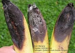 1. Anthracnose: Colletotrichum musae Small, black, circular specks on the skin become