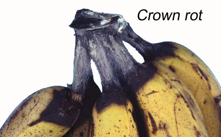 3. Crown rot / Black tip : Botryodiplodia theobromae It is a wound parasite which attacks more in humid and hot months.