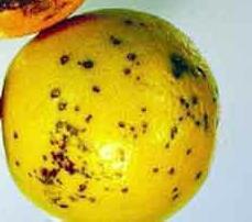 Black Rot : Alternaria citri The infected fruits bear small