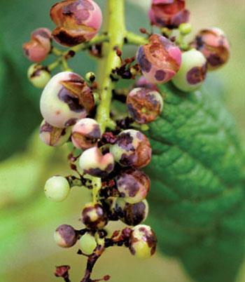 Anthracnose: Elsinoe ampelina On the berries, circular brown