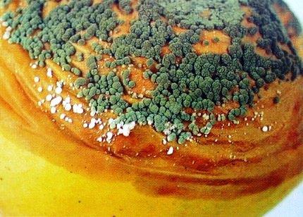 3. Blue mould / Green mould rot: Penicillium italicum Affected fruits become watery. Watery spot increases and entire fruit rots.