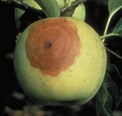 6. White rot: Botryosphaeria dothidea The lesions begin as small, often circular, slightly sunken brown to tan spots surrounded by red halo.
