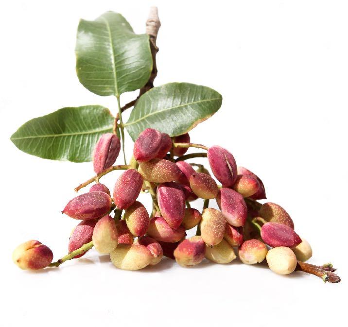 MEYRO S PISTACHIO MEYRO s pistachios include many local name and each name represent a region shape or quality type. However in term of shapes there are in four main groups.
