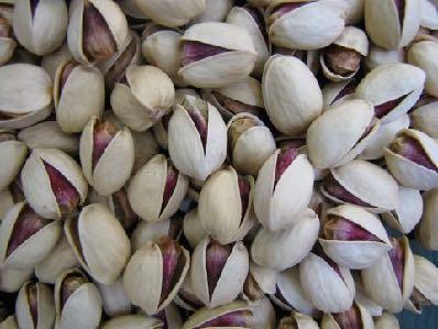 MEYRO S Jumbo Pistachios Kaleh Qouchi: This nut is famous for being large. It is sensitive to shortage of water and its leaves are complex. This type of nut is vulnerable to cold weather in spring.