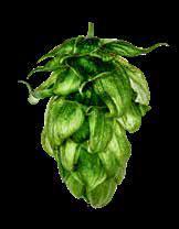 SUMMIT BRAND Bred by the Association for the Development of Hop Agronomy and released in 23, Summit is a cross between Lexus and an unspecified male derived from numerous hops including Zeus, Nugget