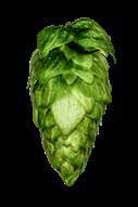 COLUMBUS Originally selected by Charles Zimmerman for Hopunion, Inc., Columbus is a descendant of Nugget. It is a high alpha variety and is primarily used for bittering purposes.