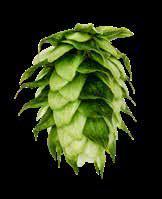 CRYSTAL Bred in 1983 by the USDA, Crystal is a triploid aroma-type cultivar from Hallertau Mittelfrüh, Cascade, Brewer s Gold and Early Green.