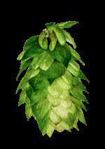 GOLDING Golding hops consist of a group of traditional English aroma varieties which have been cultivated since 179.