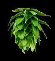 LIBERTY Bred in 1983, Liberty is an extension of the Hallertau hop family. It is a half-sister to Ultra, Mt. Hood and Crystal.