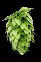 MOSAIC BRAND HBC 369 CV Developed by Hop Breeding Company and released in 212, Mosaic HBC 369 cv.