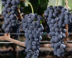 Syrah or Shiraz Highly coloured, High tannin, High Alcohol Like hot climates Traditionally northern Rhone valley