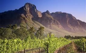 harvested in Paarl,