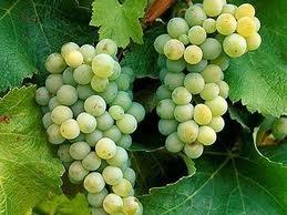 Sauvignon Blanc White aromatic grape Best in a cool climate Loire Valley, New Zealand, South Australia,