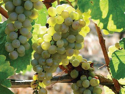 Fiano Small, thin-skinned berries Produce little juice Low yields Can be