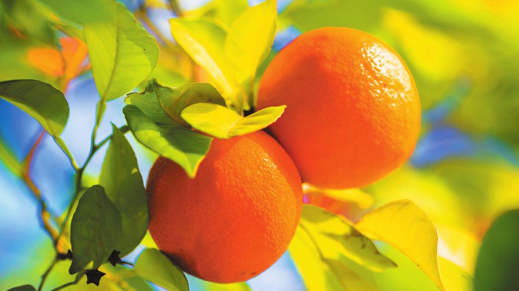 BLOOD ORANGE OIL ITALY Similar to lemon, conditions are favorable for the blood orange crop from Sicily. Prices will follow the market trend indicated by Brazil and Florida.