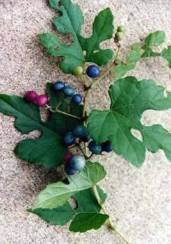 Berries are hard and vary in