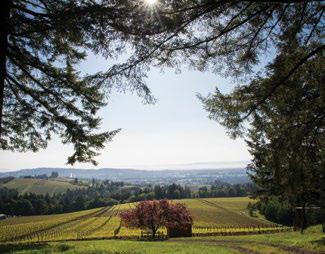 At Lone Star Vineyard the vines are treated to a sweeping view of the Cascades, from Mt. Rainier in the north to the Three Sisters to the south.