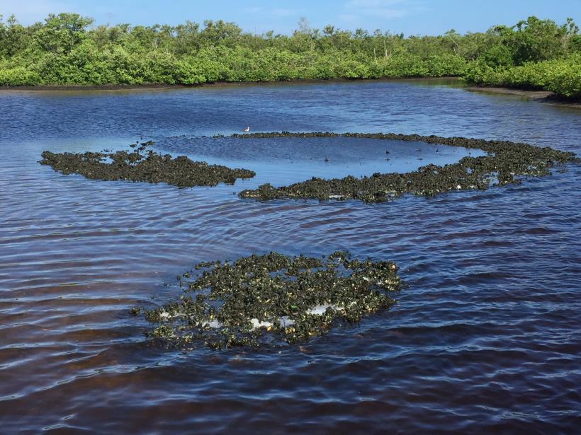 Bubbling New Oyster Reefs