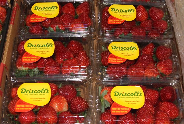 Blueberries from Mexico are steady with excellent quality from Driscoll s.