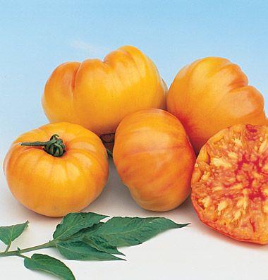 Striped German The flat, medium to large, variably ribbed shoulder tomatoes are shaded yellow and red.
