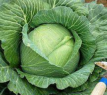 For salads and light cooking. Collards Tall productive plant.