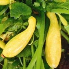 Yellow Crookneck Squash Great variety if you re looking for a buttery flavor and firm