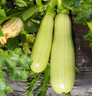 Jackson Classic Pickling Cucumber High yielding hybrid, and disease resistant.