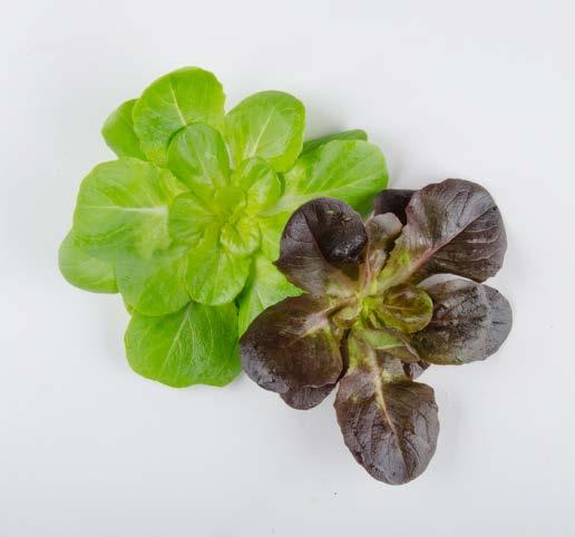 bitter but savory with a mineral finish  radish Miner s Lettuce mild and sweet,