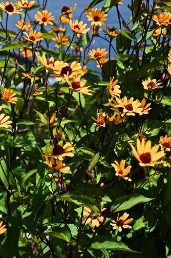 (2) False Sunflower, Heliopsis helianthoides 'Summer Nights', Dick Harlow However, that is a small price to pay when you have the joy of watching