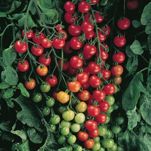 Baxter s Bush Cherry tomato determinate 70-72 days A very early, red tomato with remarkable weather tolerance and keeping quality.