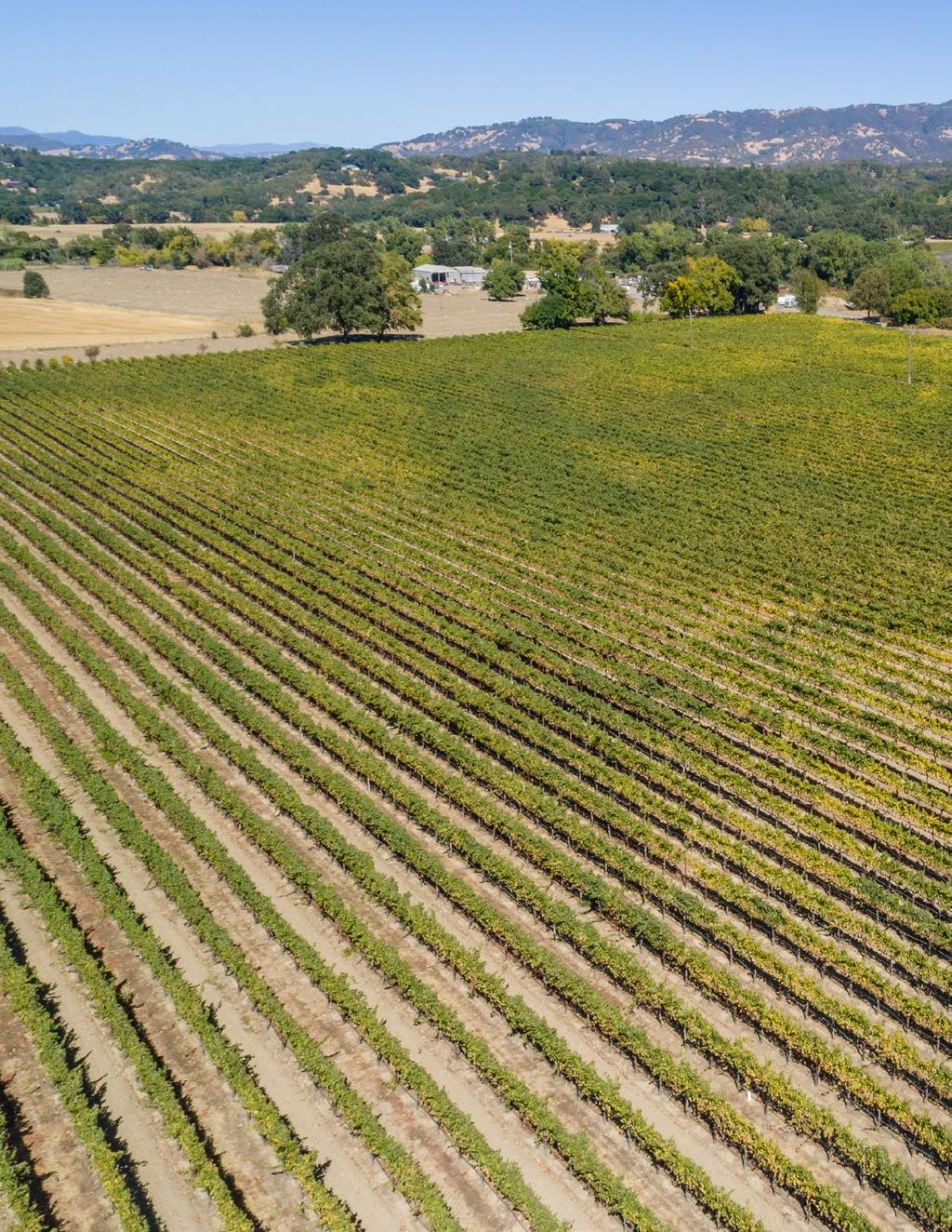 Vineyard Facts Vineyard 45 +/- acres planted to Chardonnay Rootstock 101-14 Clone 33.