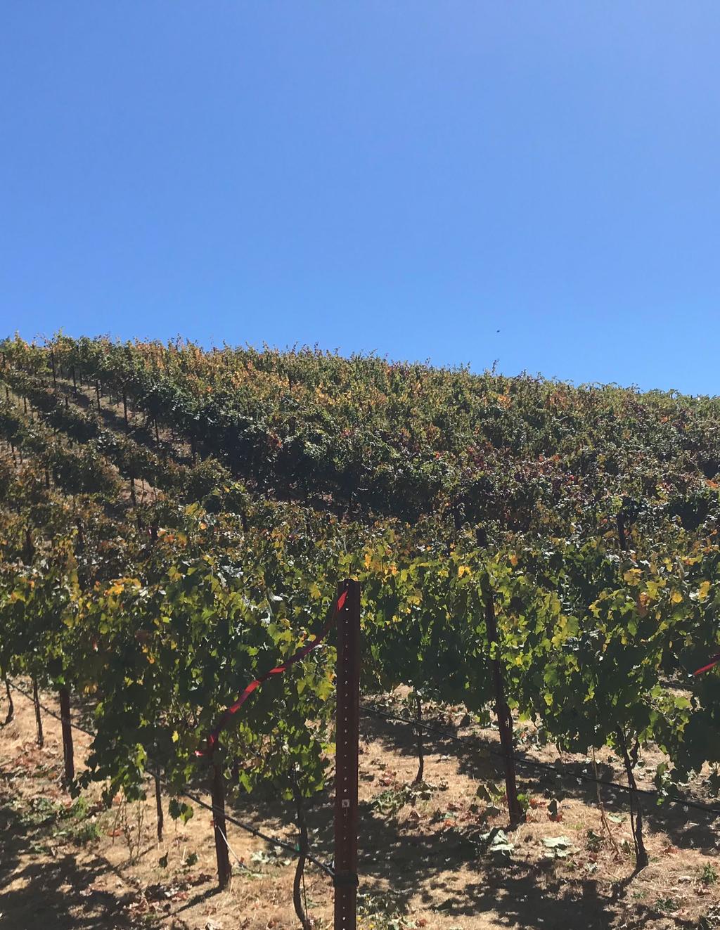Salient Facts Address 8435 Highway 175 Hopland, CA 95449 County Mendocino APN 050-200-32 Total Main Residence Other Structures Vineyard Varietals Water Elevation Zoning 41.32 +/- acres 1,720 sq.ft.