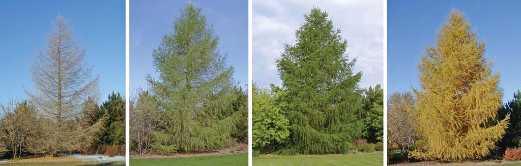 A Horticulture Information article from the Wisconsin Master Gardener website, posted 17 Nov 2017 European Larch, Larix decidua The larches (Larix spp.