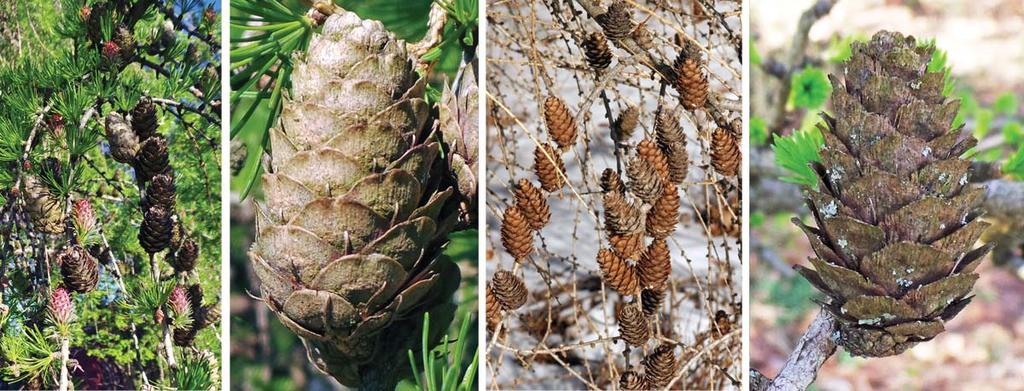 European larch bears both male and female cones on the same tree (monoecious) at the tips of short lateral shoots on young branches.