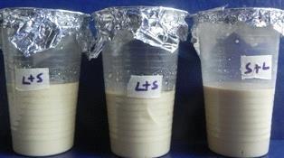 Samples of yogurt were collected from local market. By using gram staining it was found gram positive rod shaped Lactobacillus delbruckii subsp.