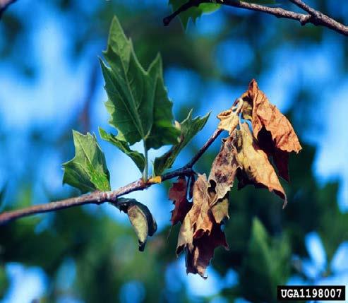 and amenity value. Susceptible species include the London Plane tree (Platanus Acerifolia), and the American Sycamore.