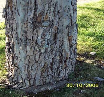 Other Diseases and Treatments. Anthracnose is often associated with Phytophthora Cinnamomi; typical symptoms are sunken trunk lesions, flaky bark and deep cracks.