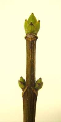 Buds are opposite, green and egg shaped with a pointed end.
