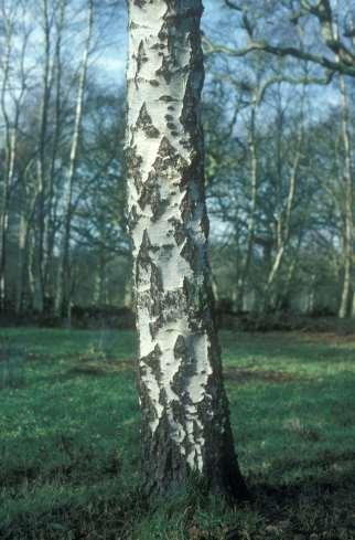 silver birch Hairs but no warts on twigs for downy birch Birch species can