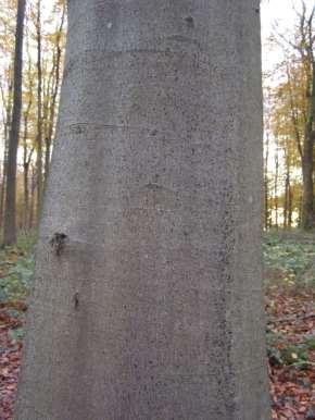 drawing trees 30 m tall Smooth, grey bark Beech nuts