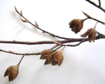 Twigs have a zig zag shape, hairy, lenticels,