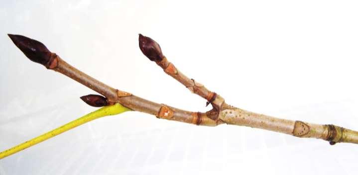 Buds and twigs Leaf stalk Lateral bud Bud scale