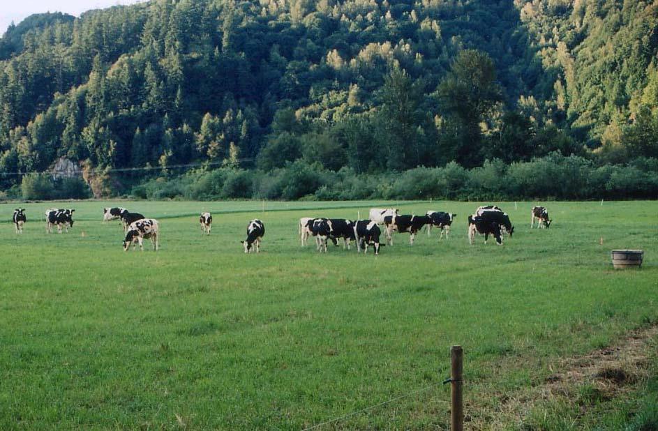 The Impact of Dairy Systems on Animal